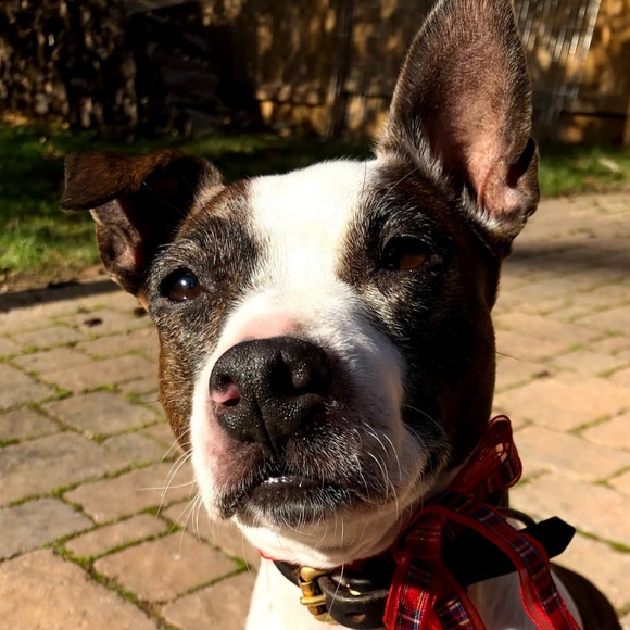 Meet your Posher, Meg - Picture 1 of 1